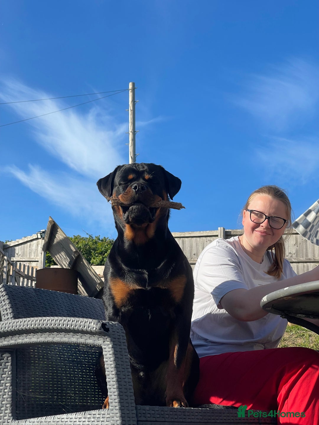 Rottweiler dogs for stud: Male for stud - Image 6