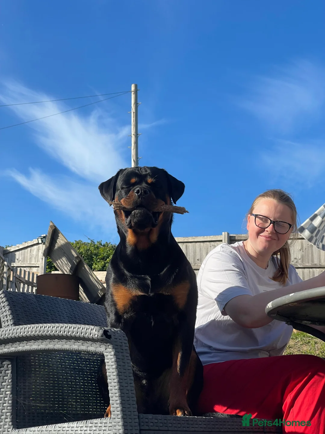 Rottweiler dogs for stud: Health tested KC champion bloodline stud - Advert 6