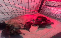 Border Terrier dogs for sale: Pedigree slem clear border terrier - Image 14