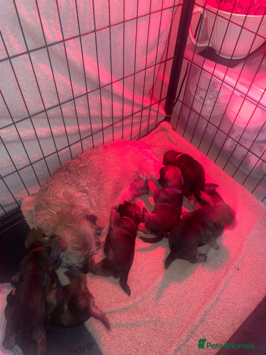 Border Terrier dogs for sale: Pedigree slem clear border terrier - Image 14