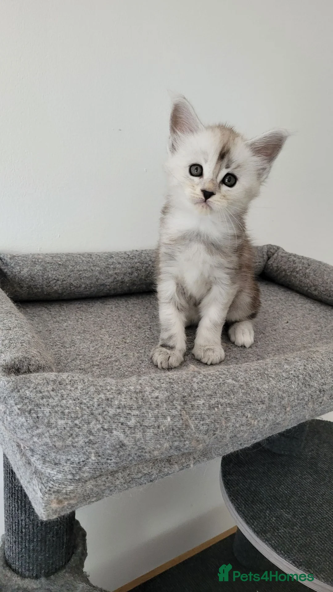 Maine Coon cats for sale: Tica registered maine coon kittens  - Advert 2