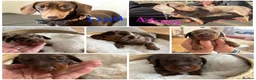 Miniature Dachshund dogs for sale: Stunning 5 star litter  - Advert 9