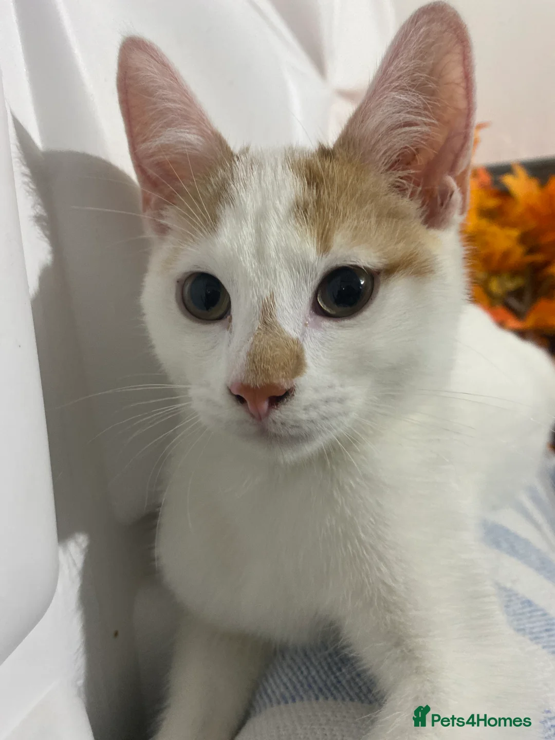 Turkish Van cats for sale: Simba Turkish Van Cat  in Birmingham - Advert 4