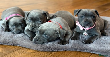 Staffordshire Bull Terrier dogs - Advert 1