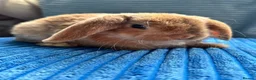Mini Lop rabbits for sale: 🦋Pure Breed Mini plush lop 🦋 in Halstead - Advert 26