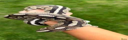 Python Snake reptiles for sale: Ball Python - Advert 4
