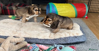 Cocker Spaniel dogs - Advert 4