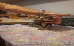 Mixed Breed cats for sale: Brown kitten avaliable.ready 16th August  - Image 4