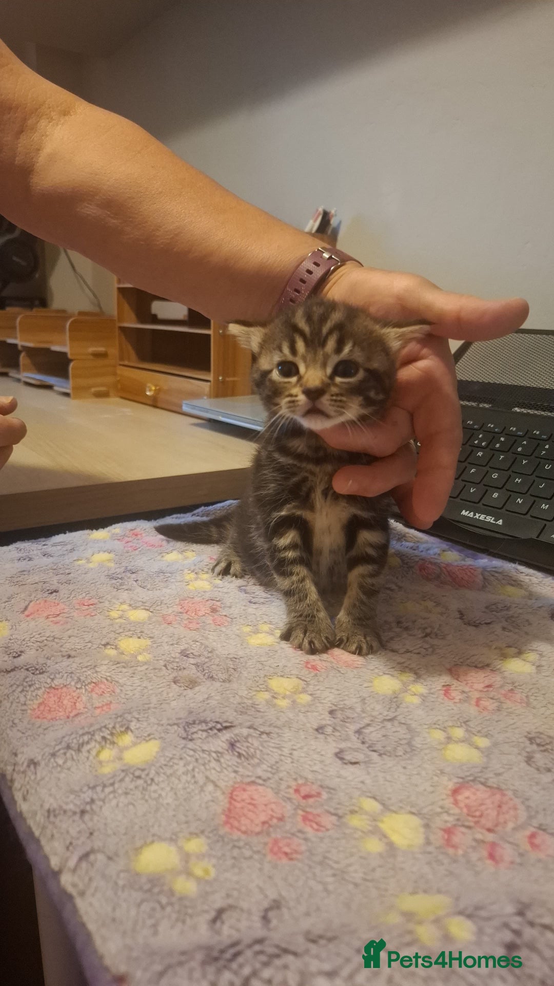Mixed Breed cats for sale: Brown kitten avaliable.ready 16th August  - Image 4