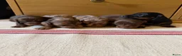Miniature Dachshund dogs for sale: KC miniature long haired dachshund puppies  - Advert 10