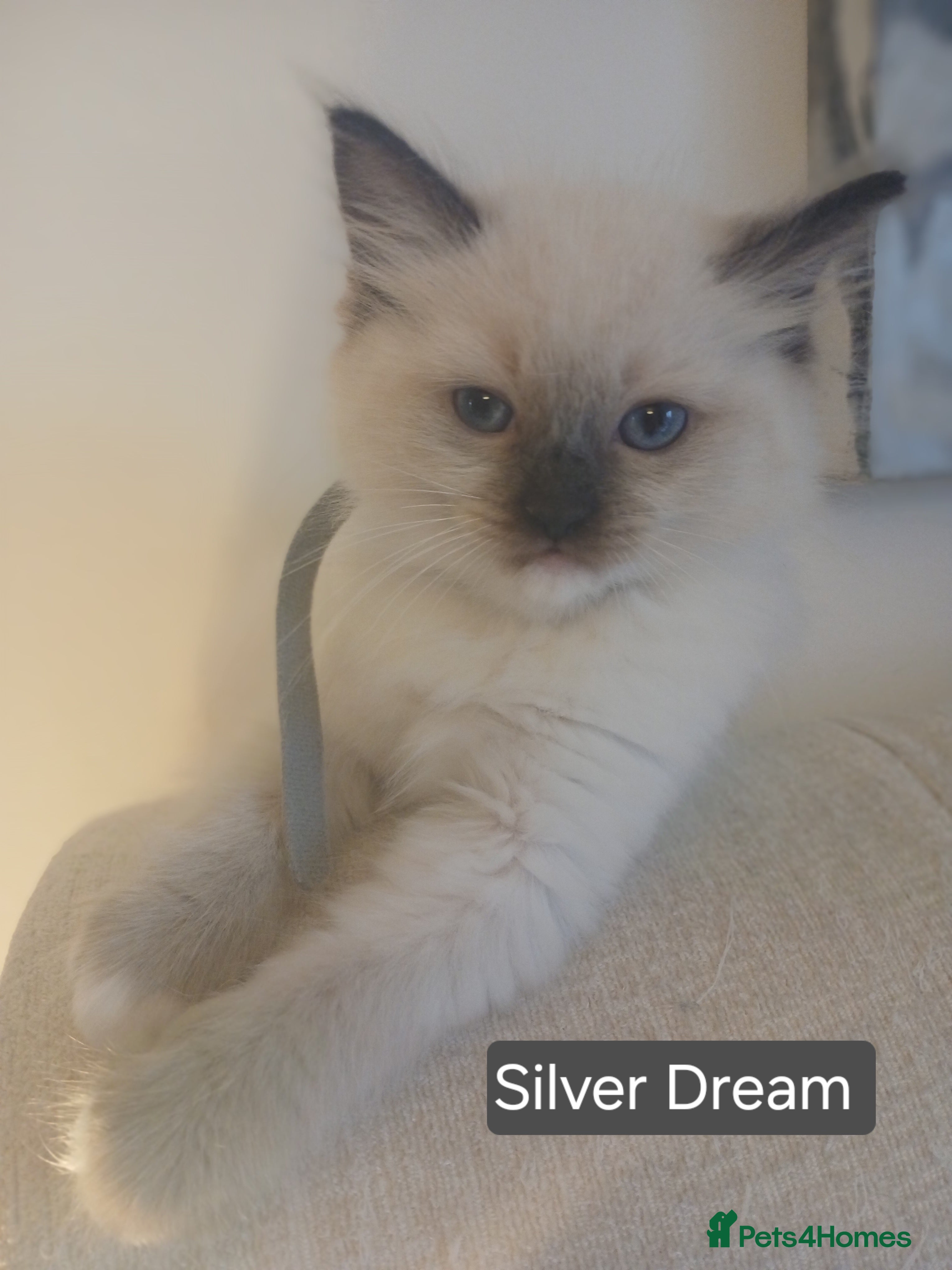 Ragdoll cats 6 Adorable 1/2 Pedigree Ragdoll Kittens 💗  - Advert 9