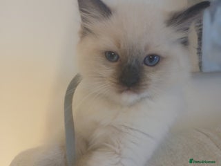 Ragdoll cats 6 Adorable 1/2 Pedigree Ragdoll Kittens 💗 - Advert 3