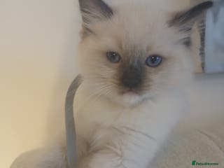 Ragdoll cats 6 Adorable 1/2 Pedigree Ragdoll Kittens 💗 - Advert 12
