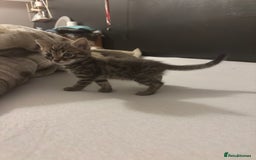 Bengal cats for sale: Cute bengal kittens for sale  - Image 8