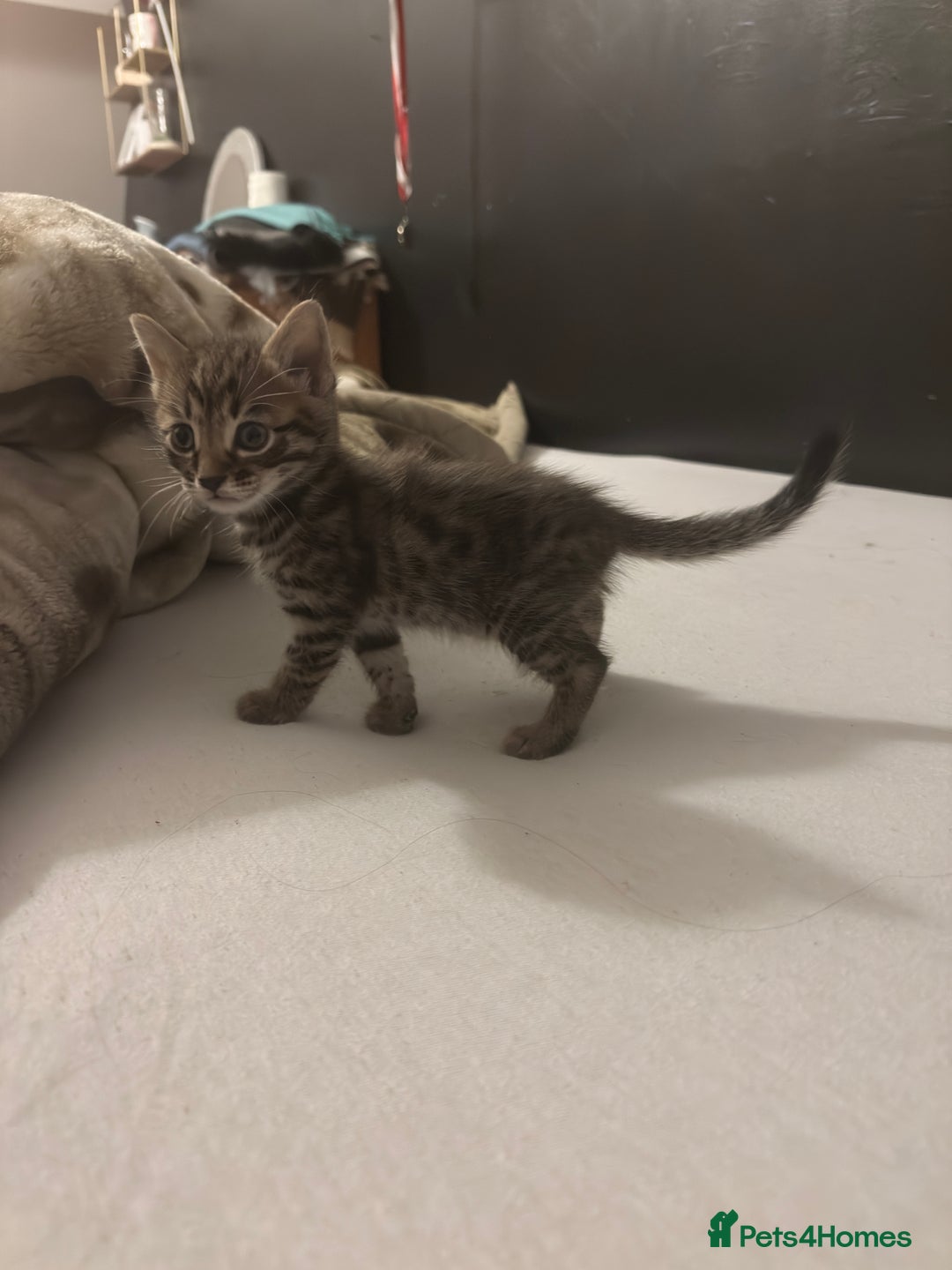 Bengal cats for sale: Cute bengal kittens for sale  - Image 8