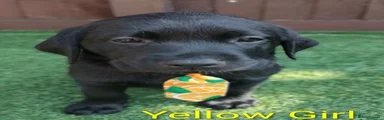 Labrador Retriever 8 Yellow Girl💛