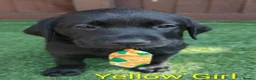 Labrador Retriever dogs for sale:  KC Black Labradors – 4 Boys & 2 Girls Available🐶 - Advert 17
