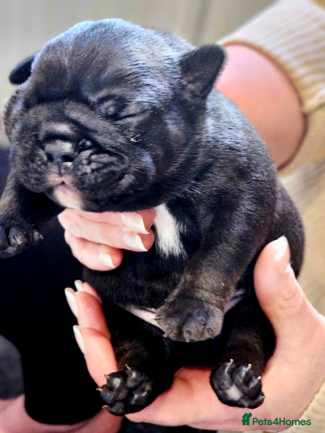 English Bulldog dogs for sale: KC Reg Champion Bloodlines 1 Girl Left £ 2800 - Image 21