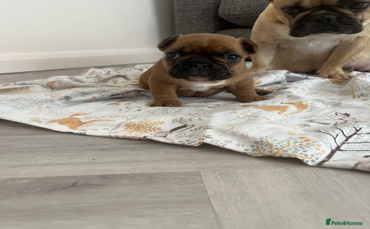 French Bulldog dogs - Advert 1