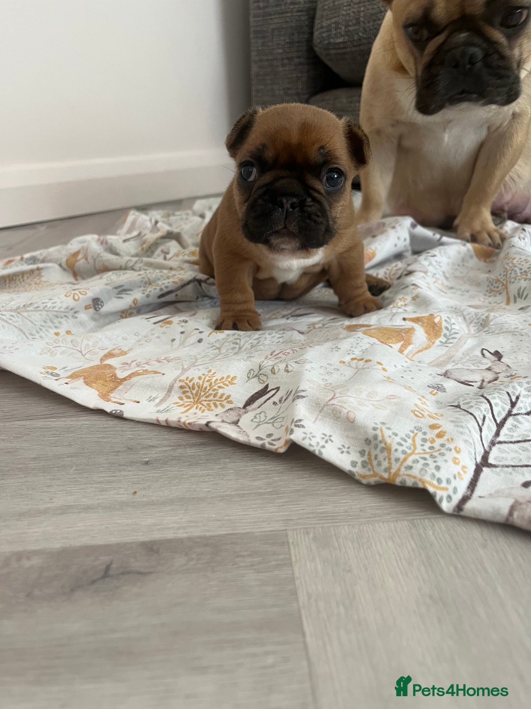 French Bulldog dogs for sale: Fully kc registered French bulldog female 4 weeks  - Image 1