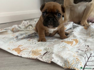 French Bulldog dogs - Advert 24