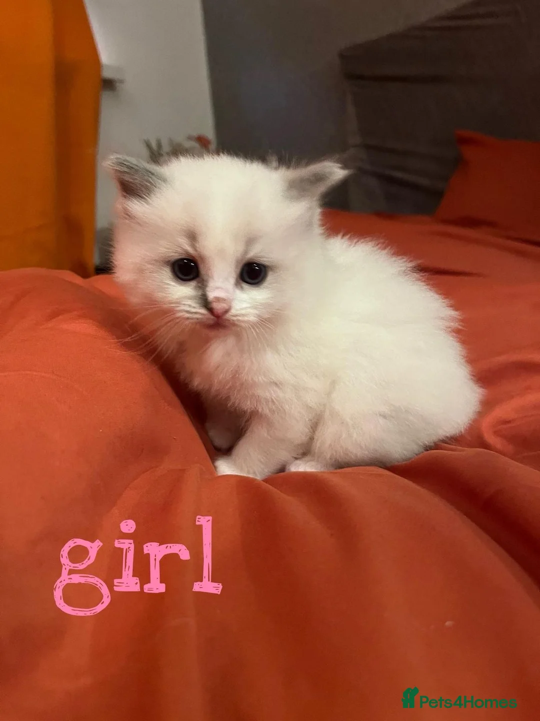 Ragdoll cats for sale: Beautiful Purebred Ragdoll Kittens for sale  - Advert 2