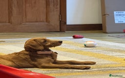 Mini Goldendoodle dogs for sale: Family, Fully Trained Lovley Goldendoodle - Image 2