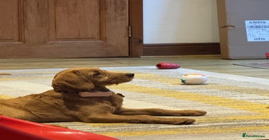 Mini Goldendoodle dogs - Advert 15