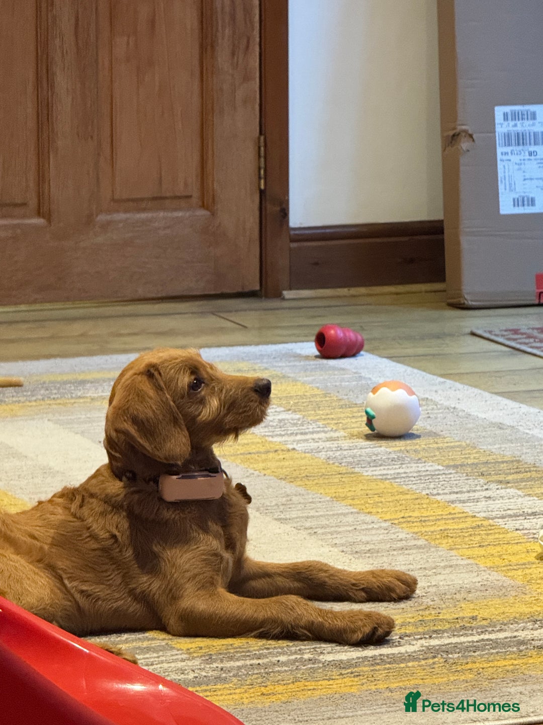 Mini Goldendoodle dogs for sale: Family, Fully Trained Lovley Goldendoodle - Image 2