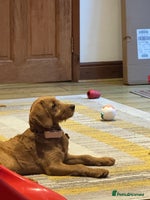 Mini Goldendoodle dogs - Advert 15