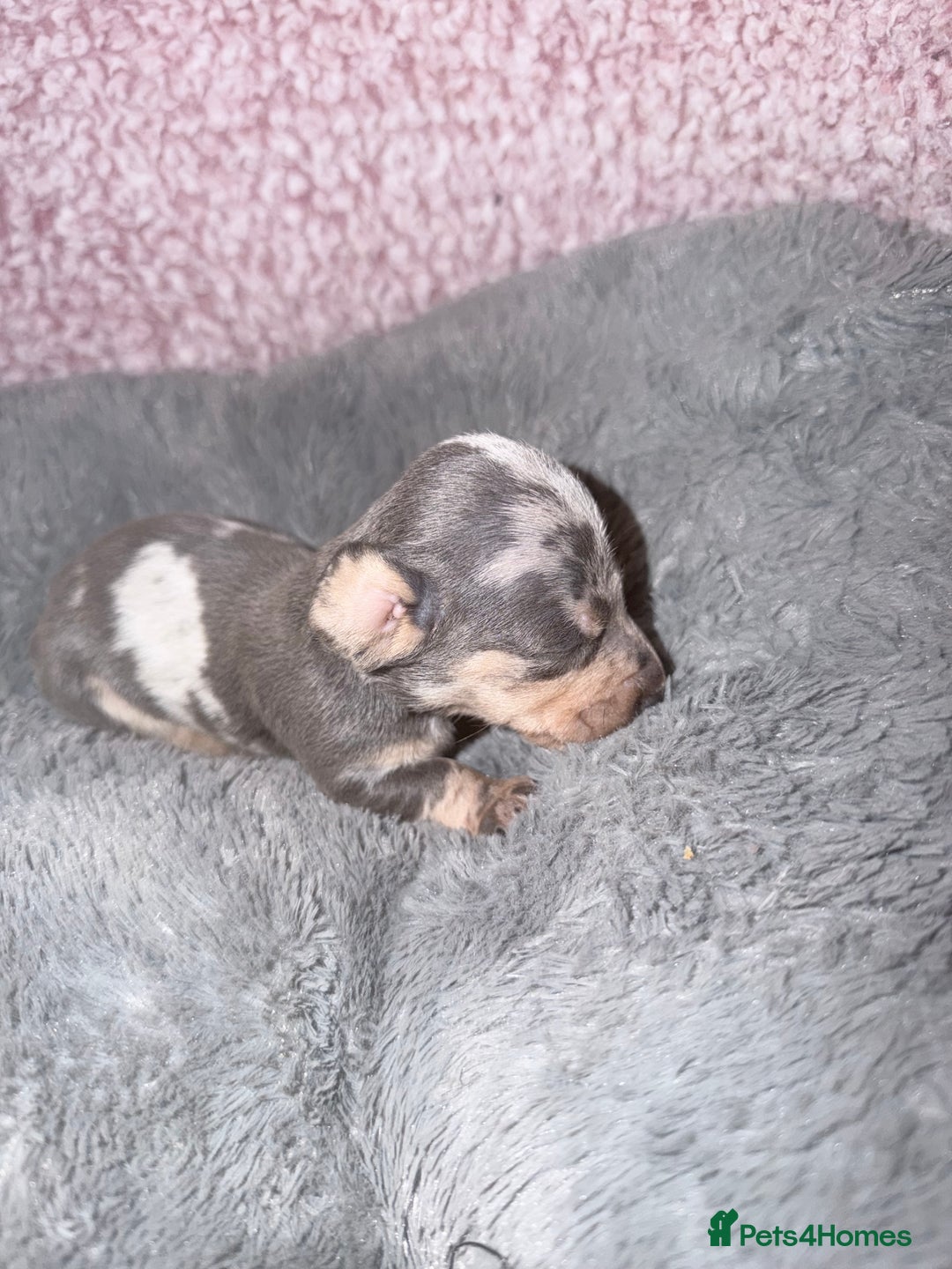 Miniature Dachshund dogs for sale: Stunning kc reg miniature dachshund puppies - Advert 30