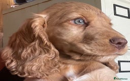 Cocker Spaniel dogs for sale: Gold show cocker pups ready now  - Image 4