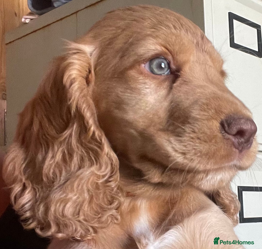 Cocker Spaniel dogs for sale: Gold show cocker pups ready now  - Image 4