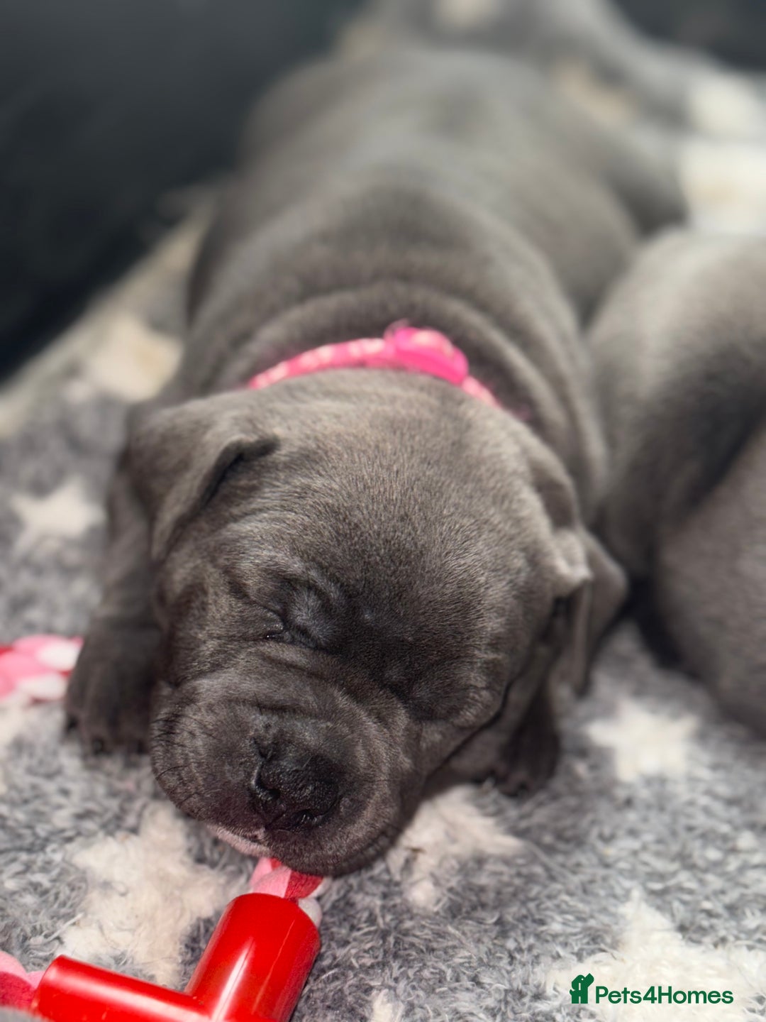 Staffordshire Bull Terrier dogs for sale: Staffordshire Bull Terrier Puppy purple  - Beautiful KC reg Blue Staffordshire bullterriers  - Image 25