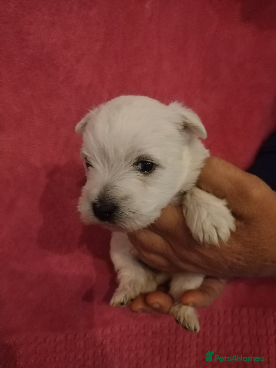 West Highland Terrier dogs for sale: Gorgeous KC registered Westie pups - Image 15