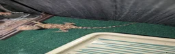 Bearded Dragon reptiles for sale: Vivarium & Rankin dragon (bearded dragon cousin) - Advert 4