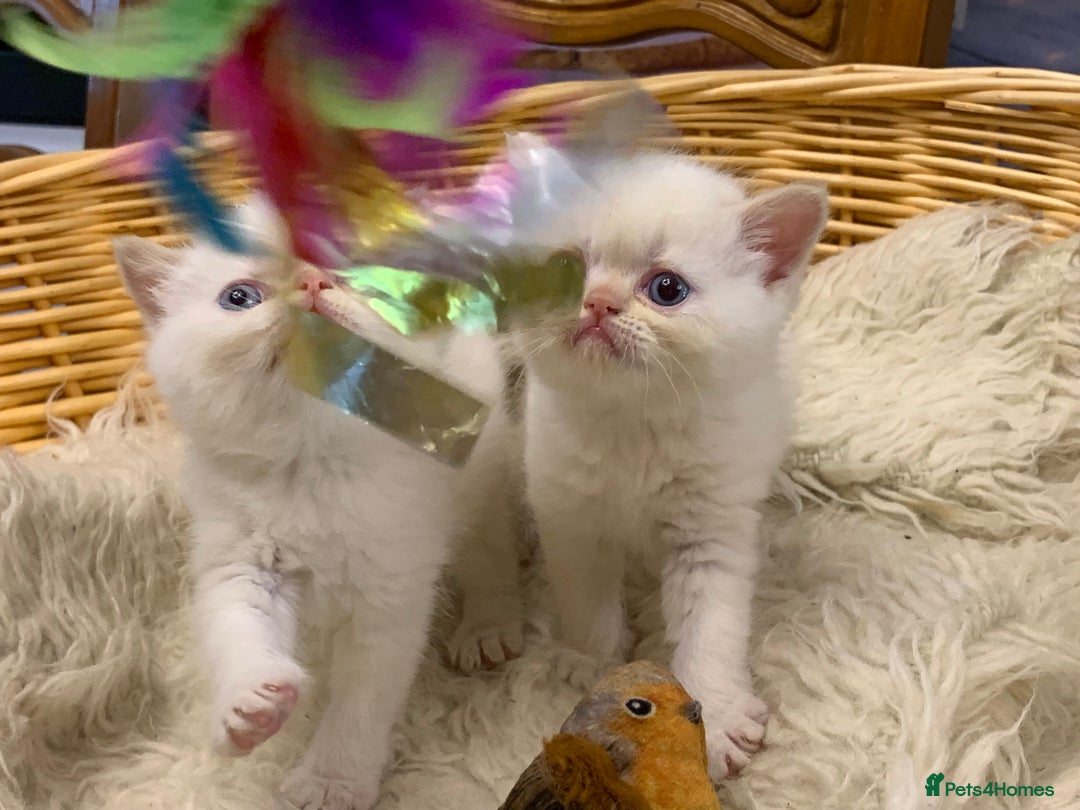 Persian cats for sale: Exotic persians  - Image 28