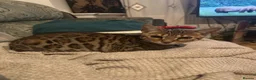 Bengal cats for sale: TICA Registered Bengal Female – Nearly 1 Year Old  - Advert 1
