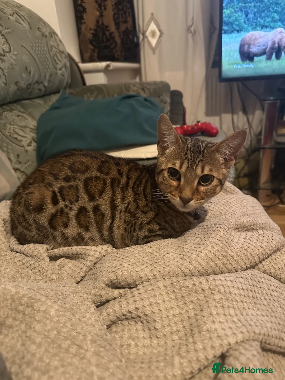 Bengal cats for sale: TICA Registered Bengal Female – Nearly 1 Year Old  - Advert 1