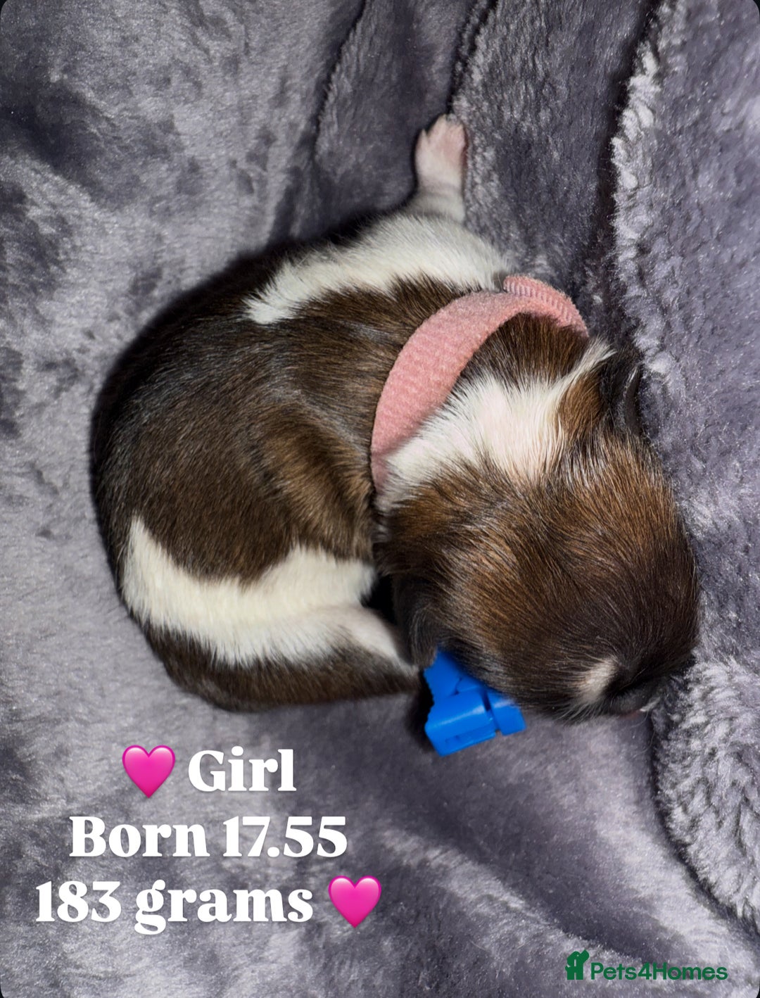 Mixed Breed dogs for sale: 6 beautiful Shih Tzu/Pomerianian puppies !  - Image 1