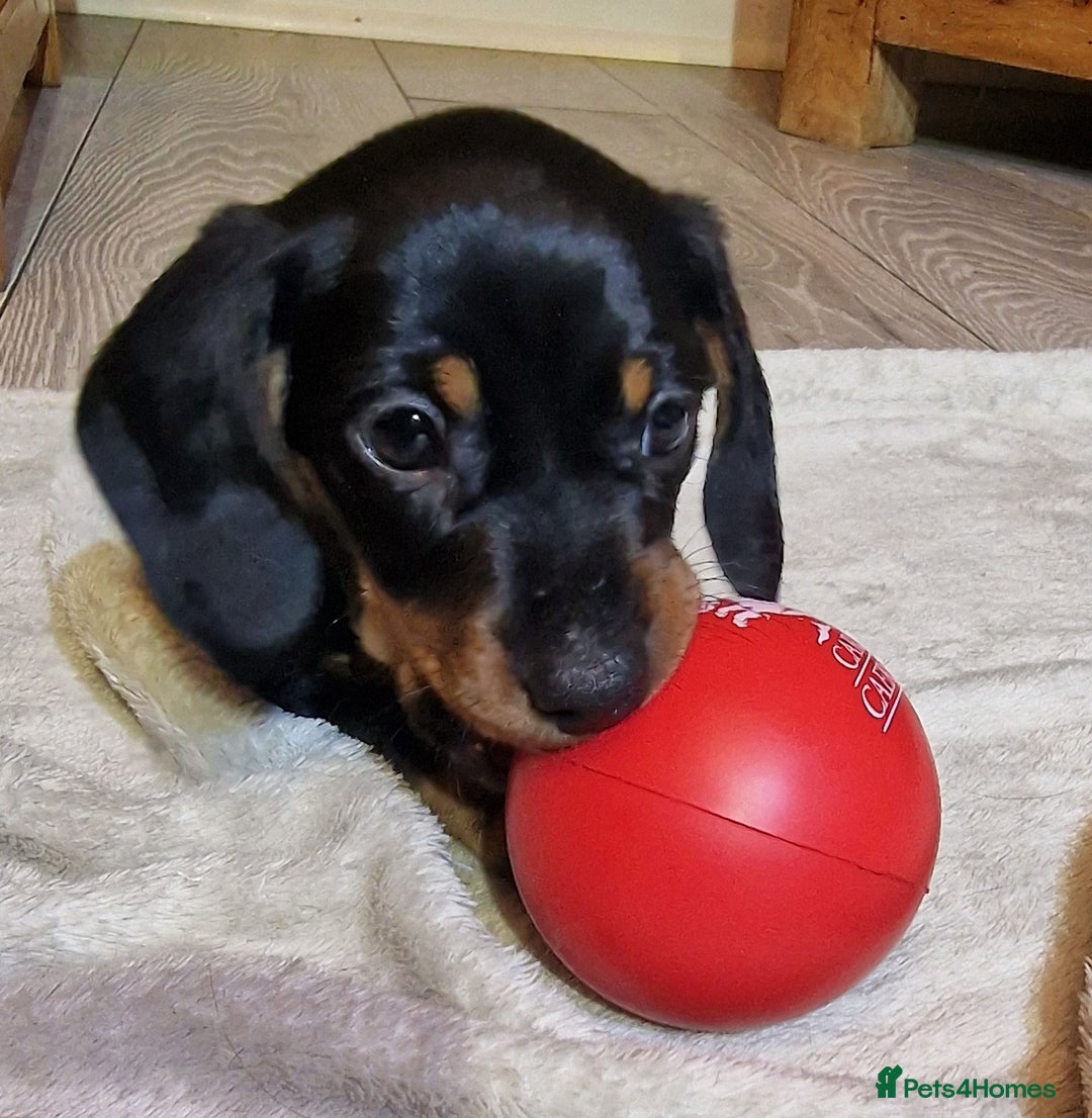 Miniature Dachshund dogs for sale: Champion bloodlines excellent quality KC miniature - Advert 1