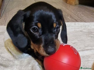 Miniature Dachshund dogs Champion bloodlines excellent quality KC miniature - Advert 8