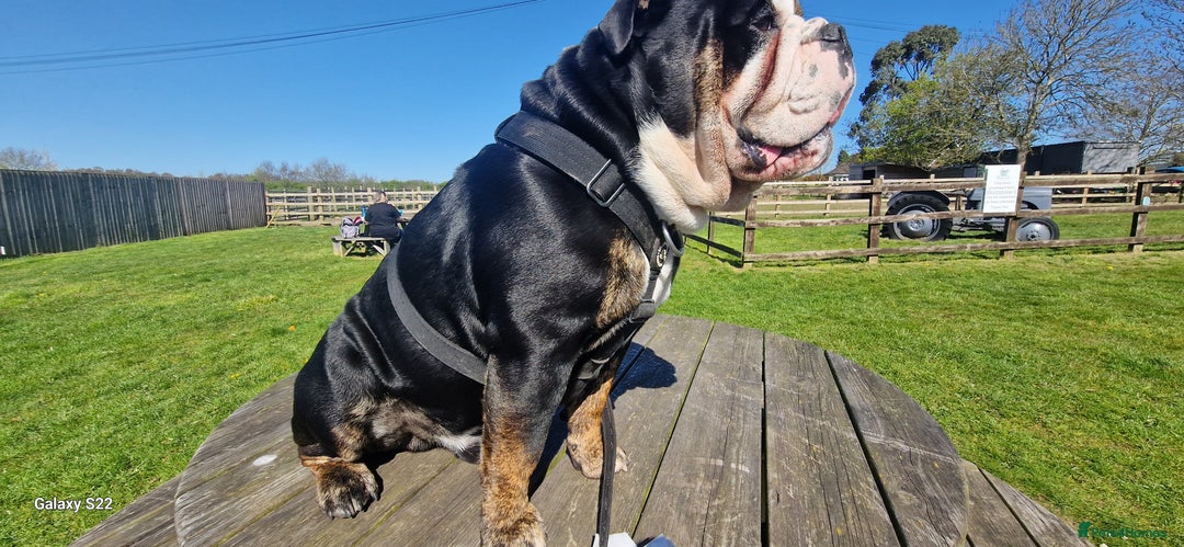 Olde English Bulldogge dogs for stud: Vinnie the olde english bulldogge - Advert 12