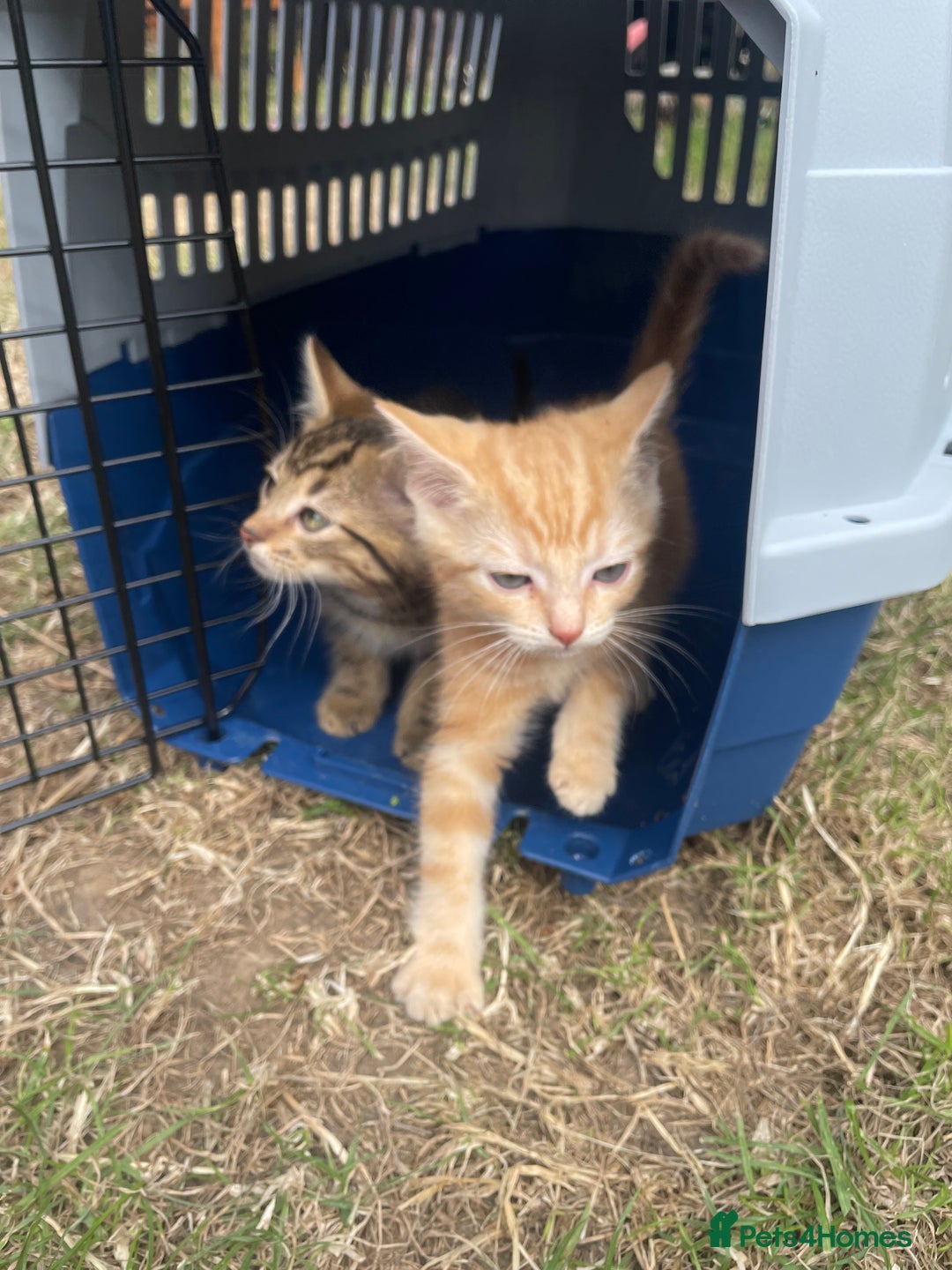 Mixed Breed cats for sale: 4 loving kittens for sale  - Image 4