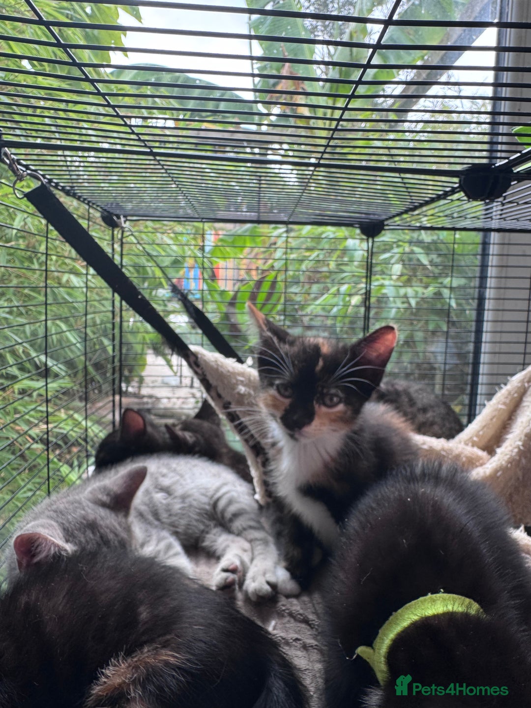 Bengal cats for sale: 11 Tortie, Tabby and Tuxedo Kittens - Image 4