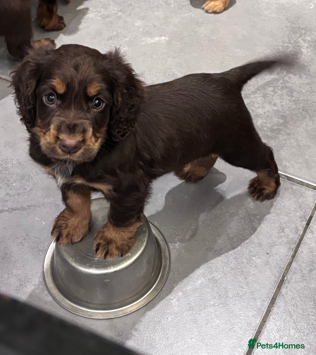 Cocker Spaniel dogs for sale: Working cocker spaniel now ready - Advert 8