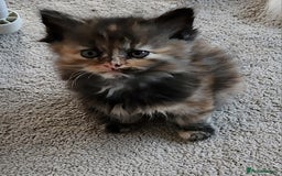 Ragdoll cats for sale: Beautiful Ragdoll Kittens  - Image 27