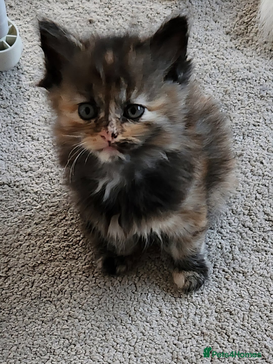 Ragdoll cats for sale: Beautiful Ragdoll Kittens  - Image 27