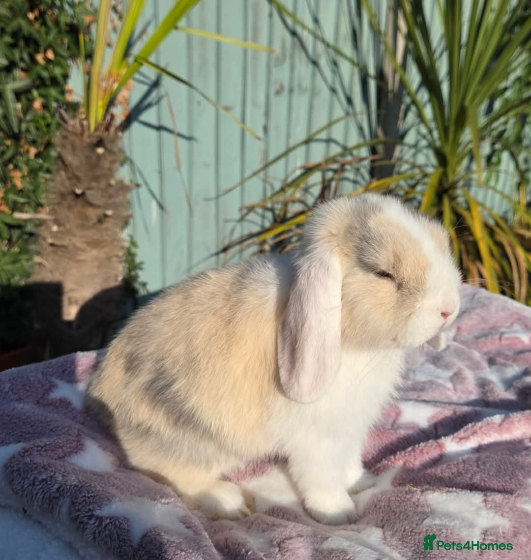 Mini Lop rabbits for sale: Blue harl split mini lop doe - Image 5