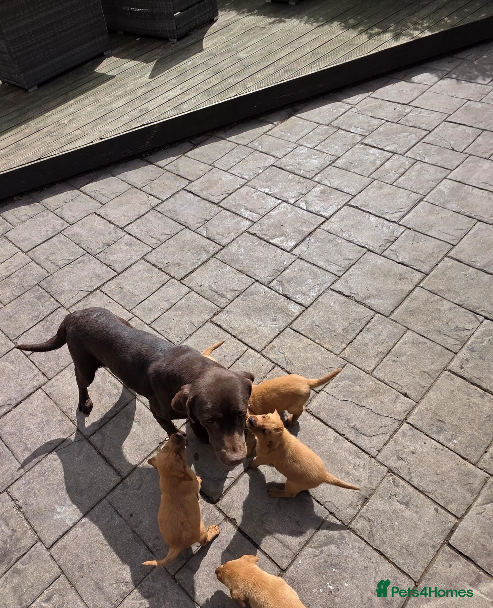 Labrador Retriever dogs Stunning Fox red labrador puppies READY NOW - Advert 1